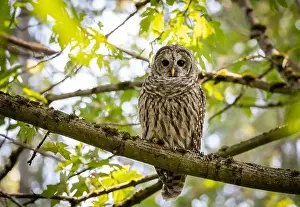 Barred Prints: A barred owl Strix varia looks for prey while pearched on a branch in British Columbia Canada