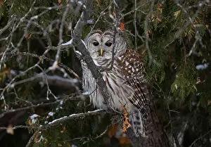 Cedar Tree Prints: A Barred owl (Strix varia) perched in a cedar tree in the winter forest in Canada