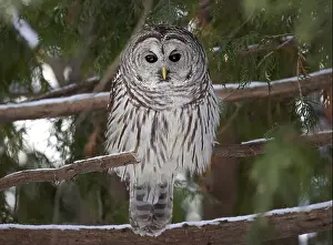 Cedar Tree Prints: A Barred owl (Strix varia) perched in a cedar tree in the winter forest in Canada