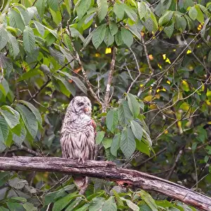 Barred Owl Prints: A Barred owl (Strix varia) perched on a dead tree branch