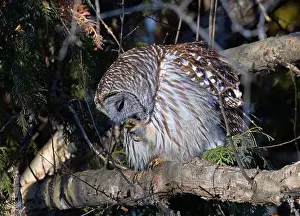 Cedar Tree Prints: A Barred owl (Strix varia) perched in a tree cleaning its claws in the winter forest in Canada