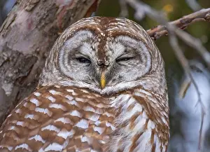 Cedar Tree Prints: A Barred owl (Strix varia) perched in a tree in the winter forest in Canada