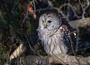 Cedar Tree Prints: A Barred owl (Strix varia) perched in a tree in the winter forest in Canada