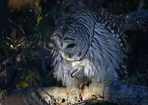 Cedar Tree Prints: A Barred owl (Strix varia) perched in a tree in the winter forest in Canada