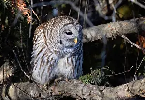 Cedar Tree Prints: A Barred owl (Strix varia) perched in a tree in the winter forest in Canada