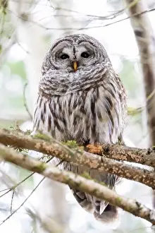 Strigidae Prints: Barred owl (Strix varia) - Swan Lake Christmas Hill Nature Sanctuary - Victoria