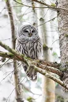 Strigidae Prints: Barred owl (Strix varia) - Swan Lake Christmas Hill Nature Sanctuary - Victoria