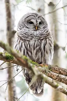 Strigidae Prints: Barred owl (Strix varia) - Swan Lake Christmas Hill Nature Sanctuary - Victoria