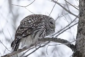 Strix Nebulosa Prints: barred owl (Strix varia) in winter