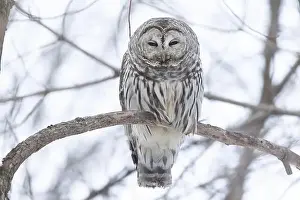 Strix Nebulosa Prints: barred owl (Strix varia) in winter