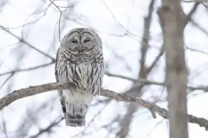 Strix Nebulosa Prints: barred owl (Strix varia) in winter