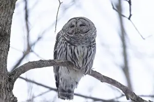 Strix Nebulosa Prints: barred owl (Strix varia) in winter