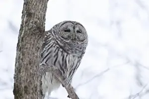 Strix Nebulosa Prints: barred owl (Strix varia) in winter