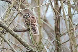 A Barred owl (Strix varia) in winter. Chesapeake and Ohio Canal National Historical Park. Maryland. USA