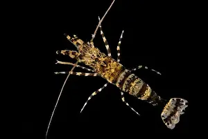 Seattle Prints: Barred Shrimp, Heptacarpus pugettensis
