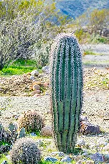 Thorn Prints: Barrel-shaped Ferocactus cactus in the Sonoran Desert in Arizona