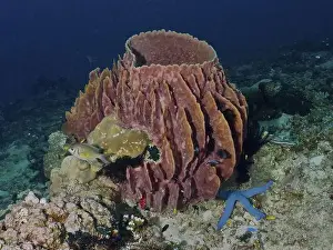 Starfishes Prints: Barrel sponge, barrel sponge (Xestospongia testudinaria) with blue starfish (blue Linckia laevigata) in the ocean