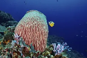 Spongia Prints: Barrel sponge, Barrel sponge (Xestospongia testudinaria) with corals and a tropical fish