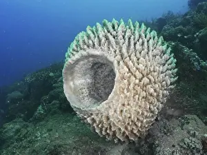 Spongia Prints: Barrel sponge, barrel sponge (Xestospongia testudinaria) in the middle of an ocean scene