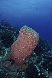 Xestospongia Testudinaria Prints: Barrel sponge, barrel sponge (Xestospongia testudinaria) protruding from the underwater vegetation