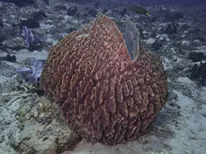 Spongia Prints: Barrel sponge, barrel sponge (Xestospongia testudinaria) on the sandy seabed