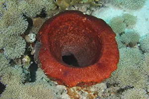 Outdoor Shots Prints: Barrel sponge, barrel sponge (Xestospongia testudinaria) seen from above