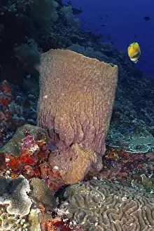 Sea Fish Prints: Barrel sponge, barrel sponge (Xestospongia testudinaria) with tropical fish