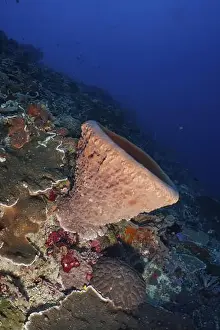 Underwater Scenery Prints: Barrel sponge, barrel sponge (Xestospongia testudinaria) in the underwater world with various corals