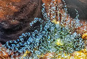 Sponges Prints: Bartholomea annulata is a species of sea anemone in the family Aiptasiidae