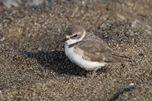 Charadriiformes Prints: Basic plumage Snowy Plover (Anarhynchus nivosus) resting in a depression in the sand at a Pacific Coast beach