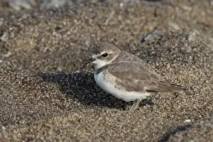 Charadriiformes Prints: Basic plumage Snowy Plover (Anarhynchus nivosus) resting in a depression in the sand at a Pacific Coast beach