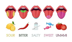 Bitter Prints: Five basic taste areas on human tongue vector illustrations set