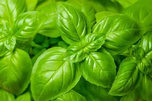 Genovese Prints: Basil leaves, from above. Also known as sweet