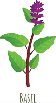 Stalk Prints: Basil plant icon. Cartoon of basil plant vector icon for web design isolated on white background