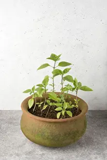 basil plants seedlings in a clay pot, growing healthy culinary herb, home gardening concept with copy space