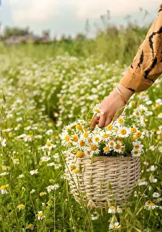 Chamomile Prints: A basket of daisies is in a field with a person holding a basket full of flowers
