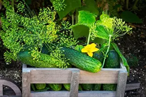 Cucumbers Prints: A basket full of freshly picked cucumbers and dill in the vegetable garden