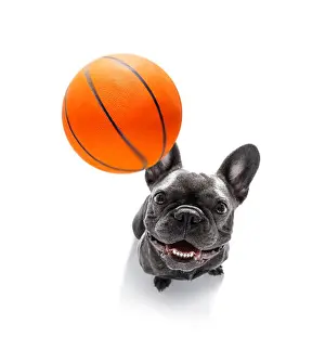 Soccer Ball Prints: basketball french bulldog dog playing with ball