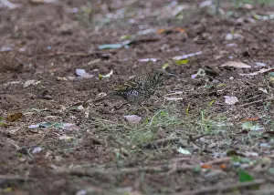 Victoria Prints: Bassian Thrush