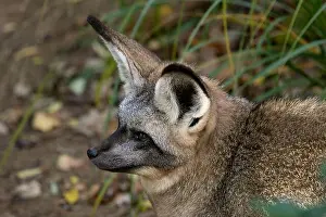 Botswana Prints: Bat-eared Fox - Otocyon megalotis