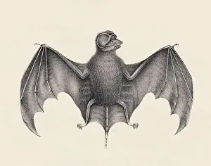 Bat illustration. Pencil sketch of a bat isolated on an aged beige background