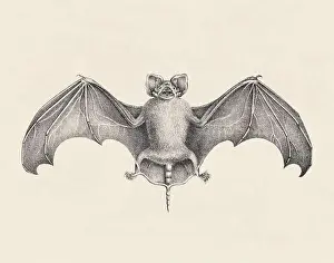 Soft Tones Prints: Bat illustration. Pencil sketch of a bat isolated on an aged beige background
