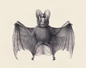 Soft Tones Prints: Bat illustration. Pencil sketch of a bat isolated on an aged beige background