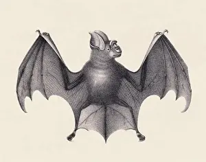 Bat illustration. Pencil sketch of a bat isolated on an aged beige background