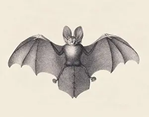 Bat illustration. Pencil sketch of a bat isolated on an aged beige background
