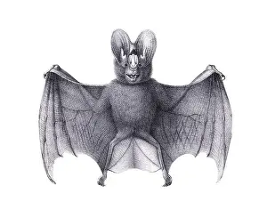 Soft Tones Prints: Bat illustration. Pencil sketch of a bat isolated on a plain white background