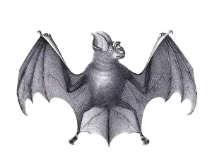 Soft Tones Prints: Bat illustration. Pencil sketch of a bat isolated on a plain white background