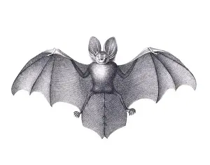 Bat illustration. Pencil sketch of a bat isolated on a plain white background