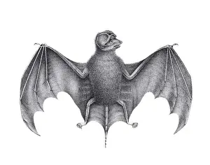Soft Tones Prints: Bat illustration. Pencil sketch of a bat isolated on a plain white background