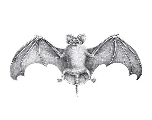 Soft Tones Prints: Bat illustration. Pencil sketch of a bat isolated on a plain white background